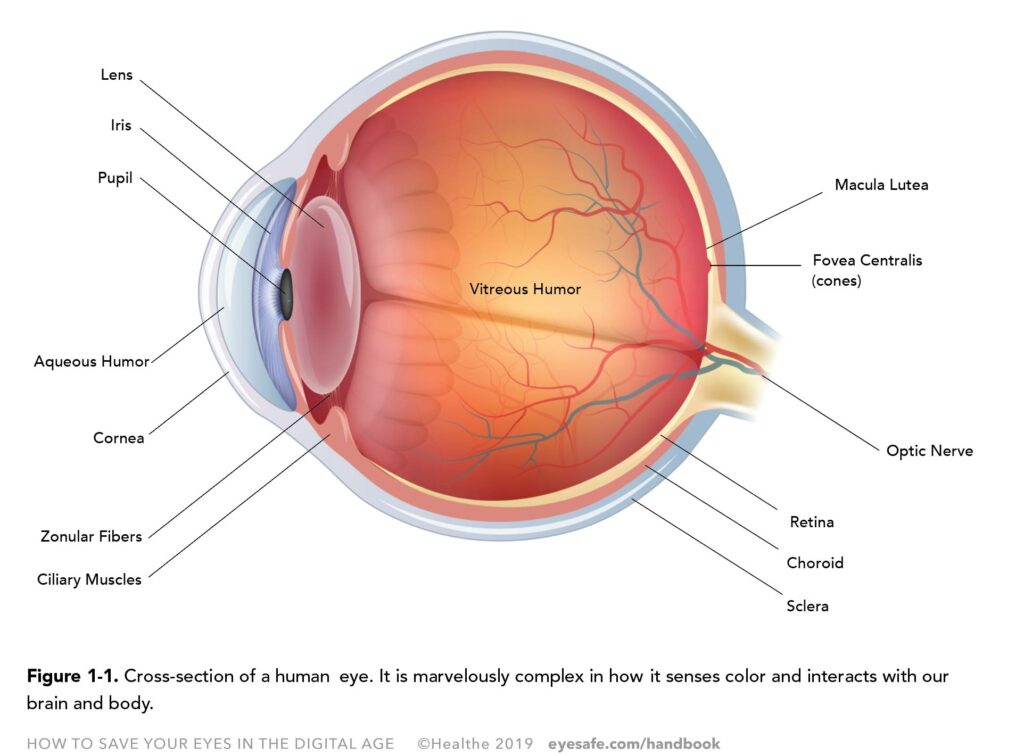 Chapter 1 A Close Look At Our Eyes Eyesafe