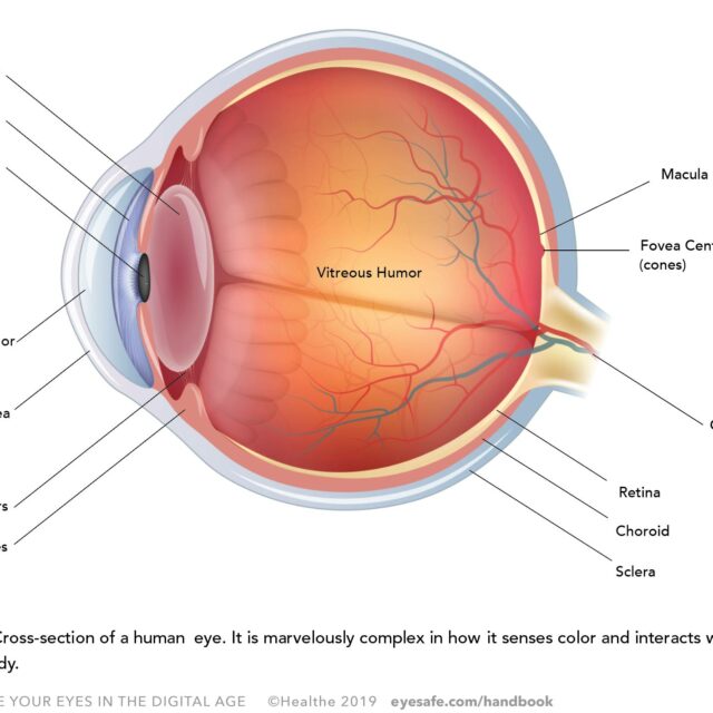 Chapter 1 - A Close Look at Our Eyes | Eyesafe