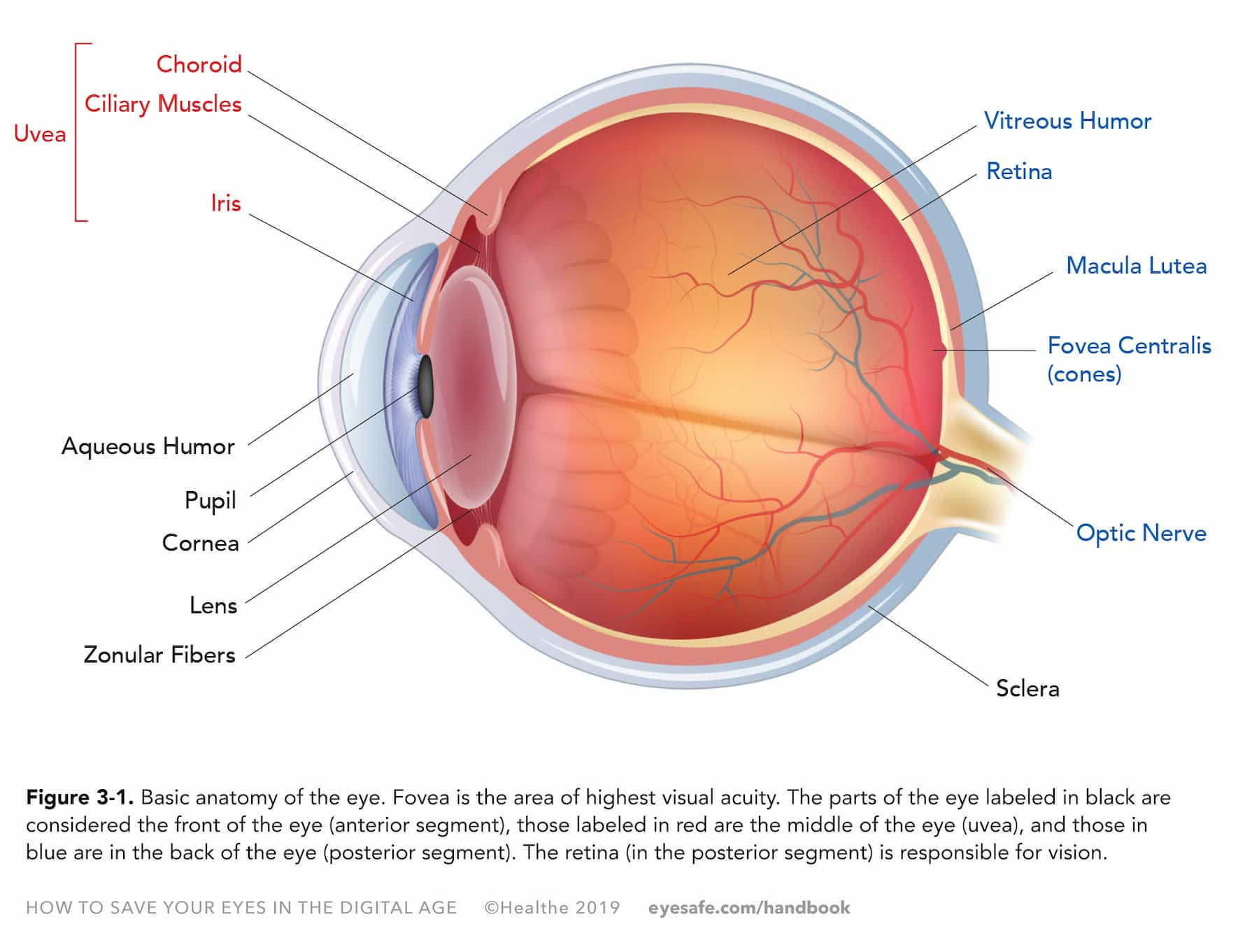 What is the fovea? – Front Range Retina