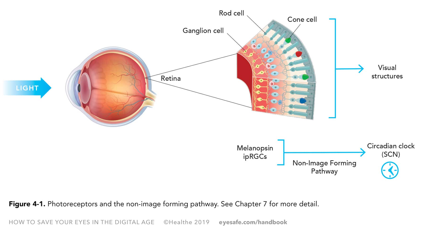 Chapter 4 Circadian Rhythm Eyesafe