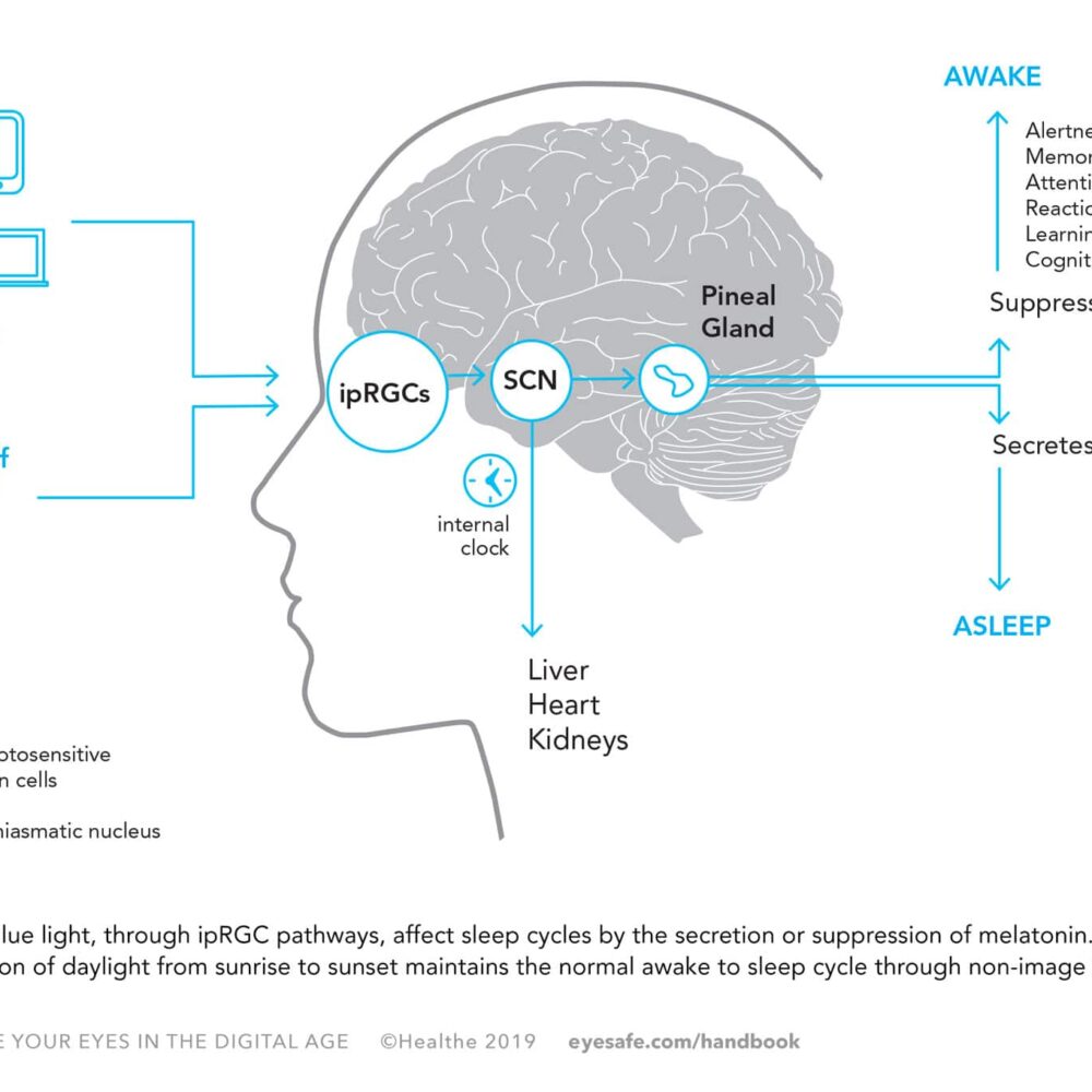 Chapter 4 - Circadian Rhythm | Eyesafe