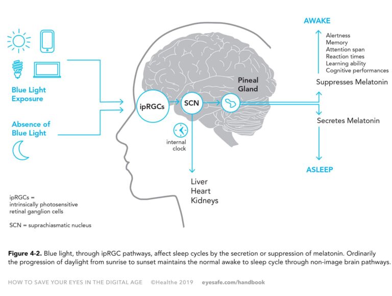 Chapter 4 Circadian Rhythm Eyesafe