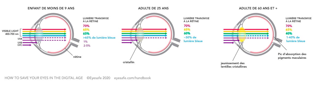 Figure 1 : les yeux des enfants en période de croissance laissent davantage de lumière bleue atteindre l’arrière de l’oeil.
